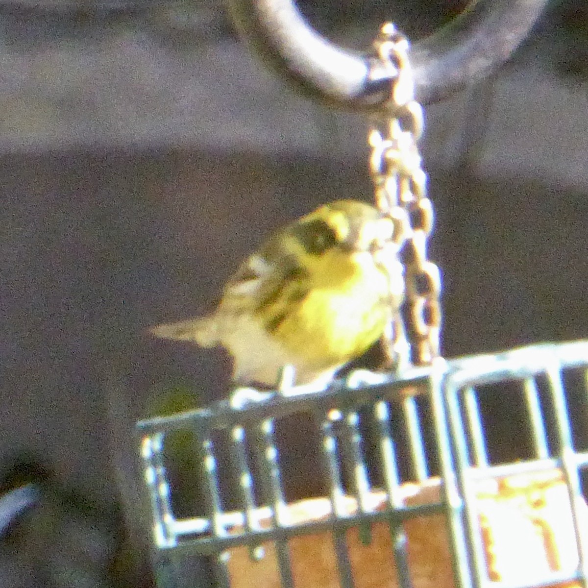 タウンゼンドアメリカムシクイ - ML646415133