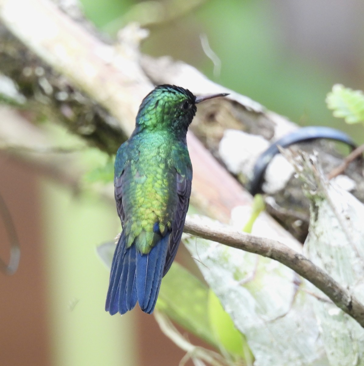 Violet-bellied Hummingbird - ML646415134