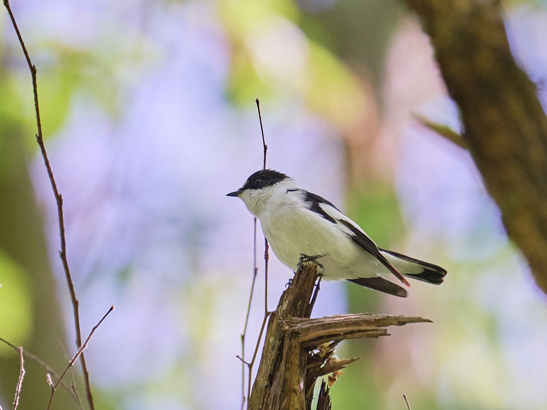 Euli-txori lepazuria - ML646415135