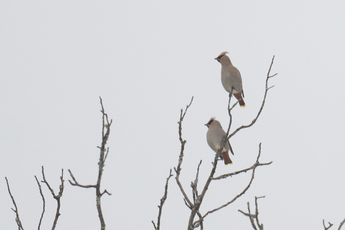 Bohemian Waxwing - ML646415136