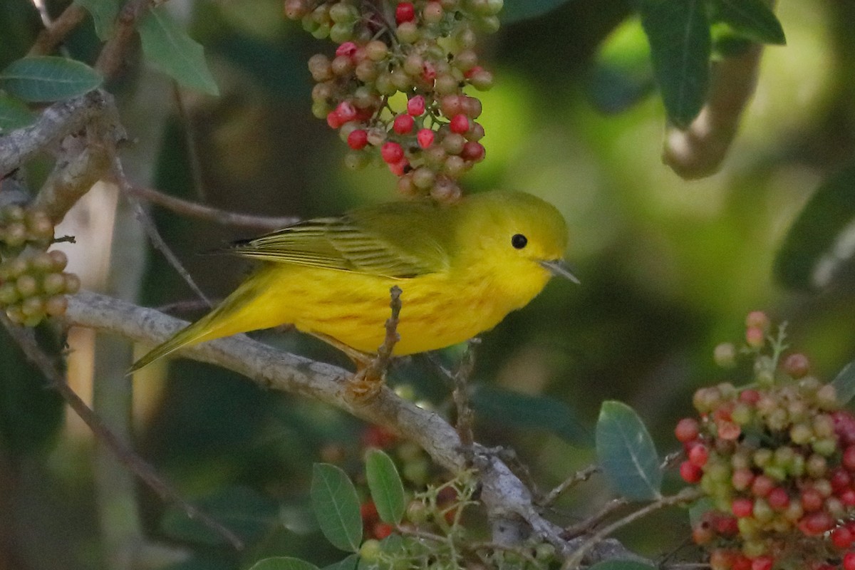 Northern Yellow Warbler - ML646415137