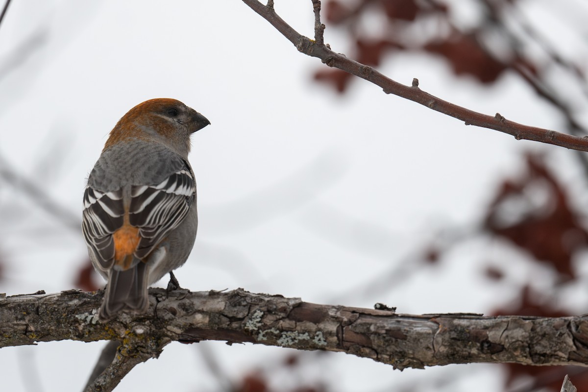 hýl křivčí - ML646415140