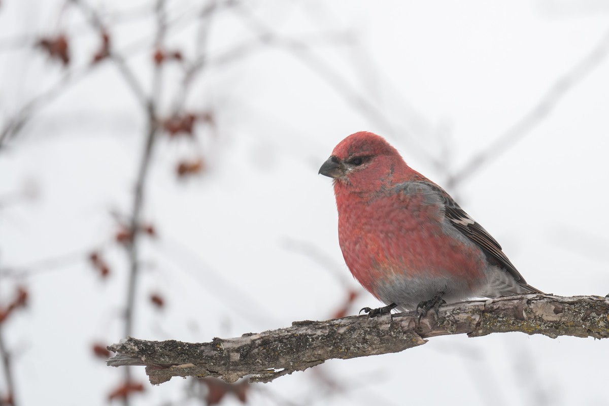 hýl křivčí - ML646415141