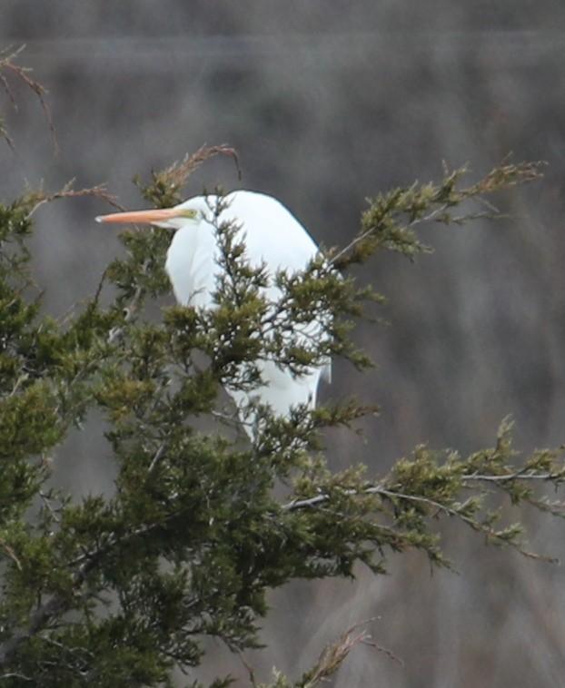 Great Egret - ML646415142
