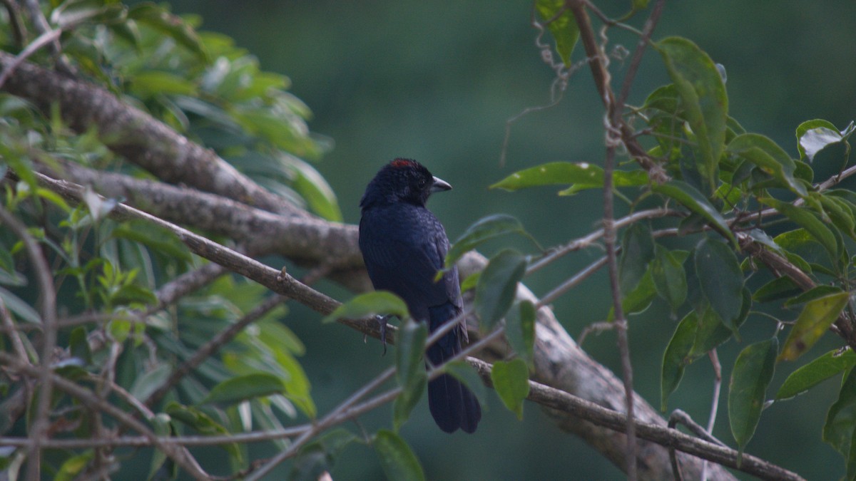 Ruby-crowned Tanager - ML646415148