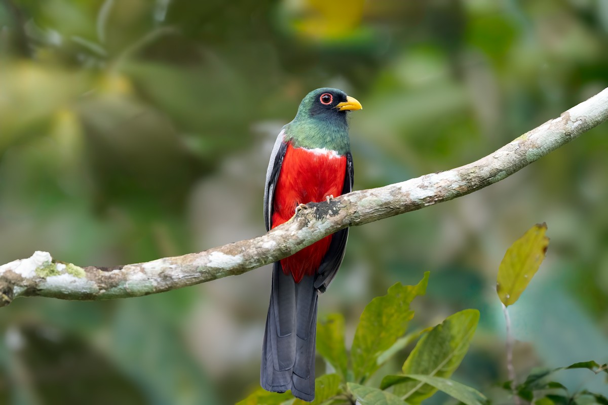 Black-tailed Trogon - ML646415149