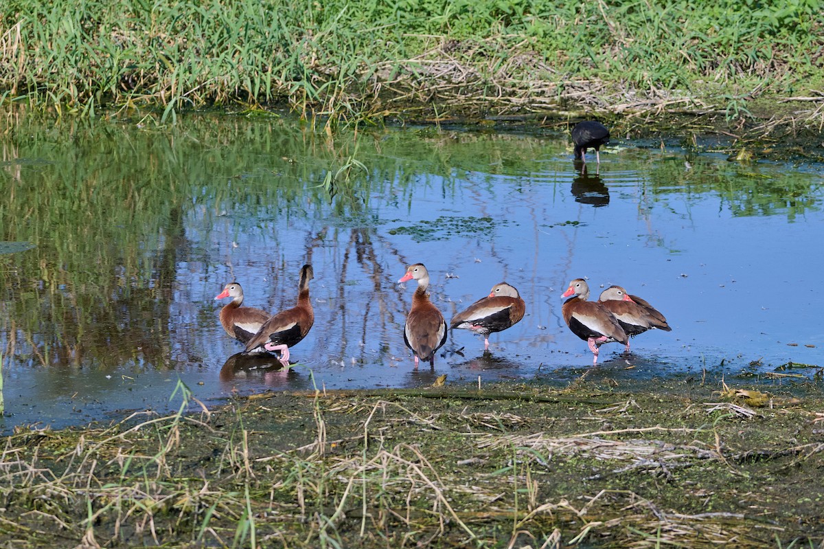 Black-bellied Whistling-Duck - ML646415152