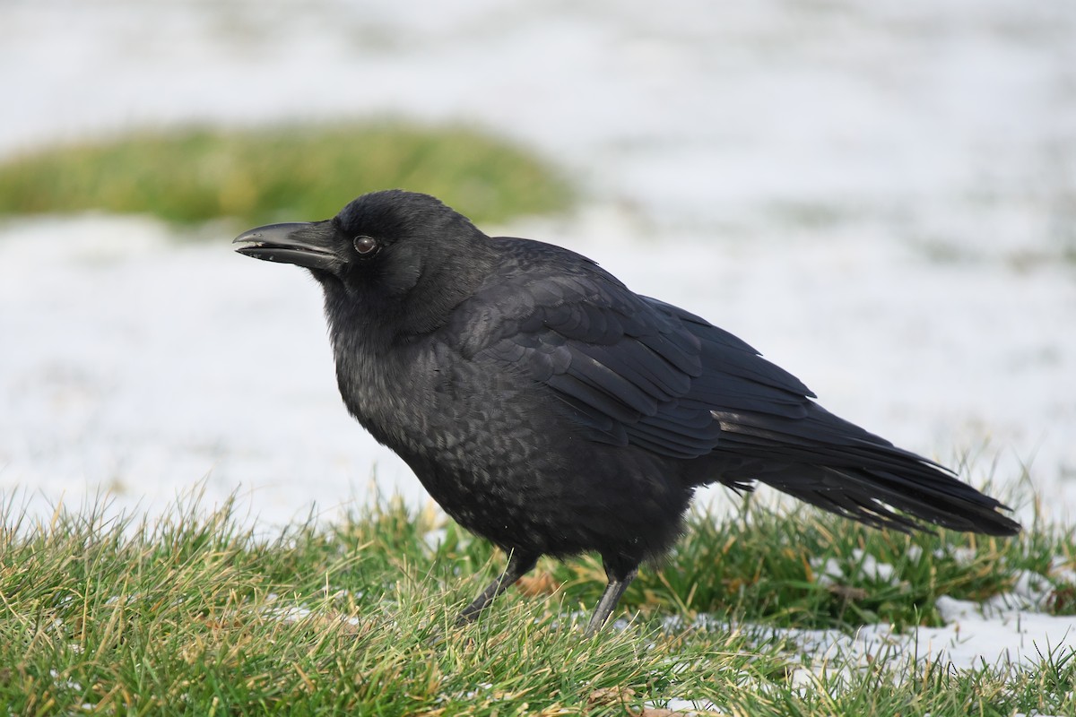 American Crow - ML646415153