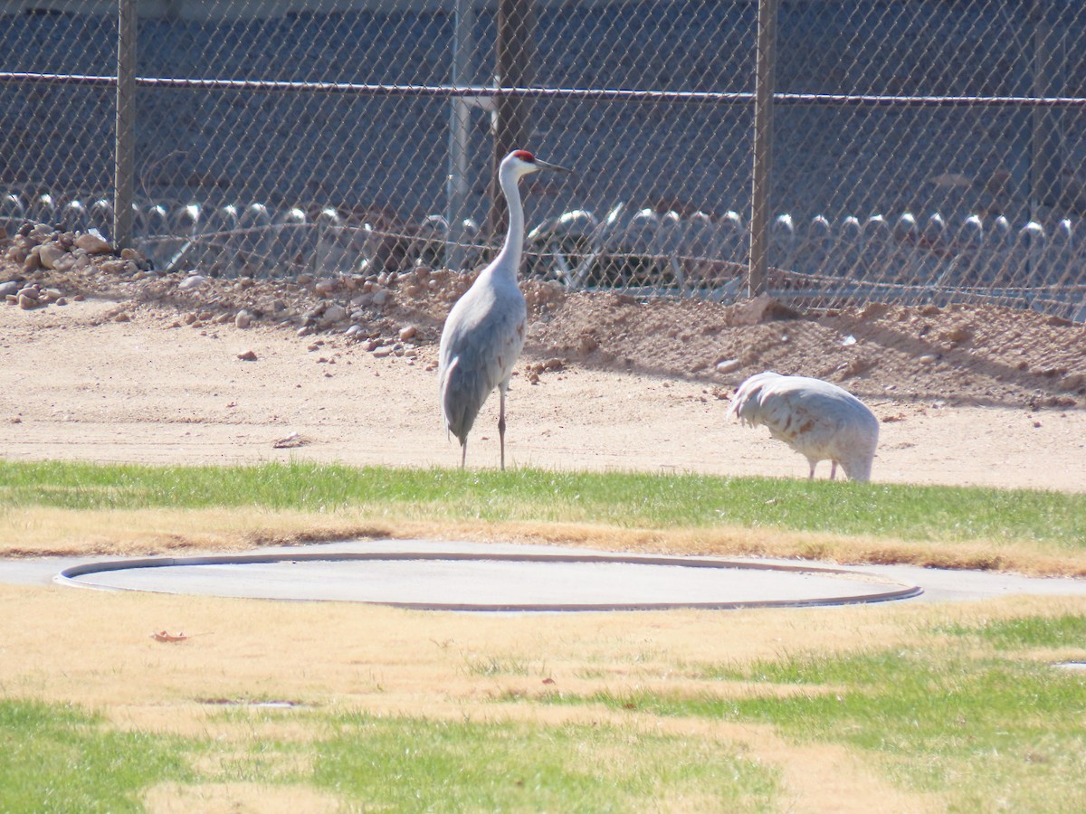 Sandhill Crane - ML646415154