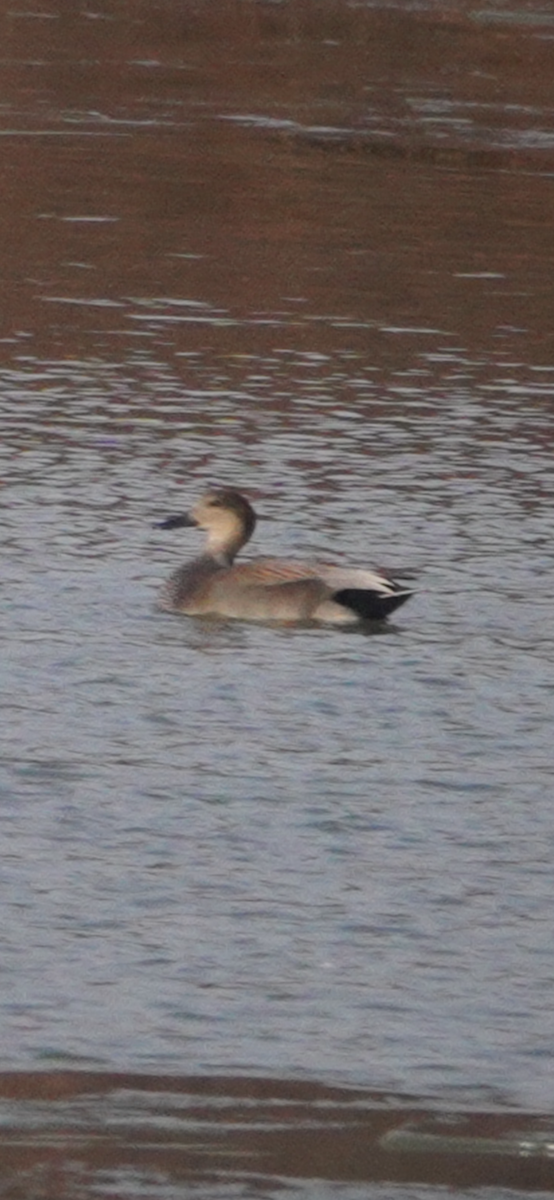 Gadwall - ML646415155