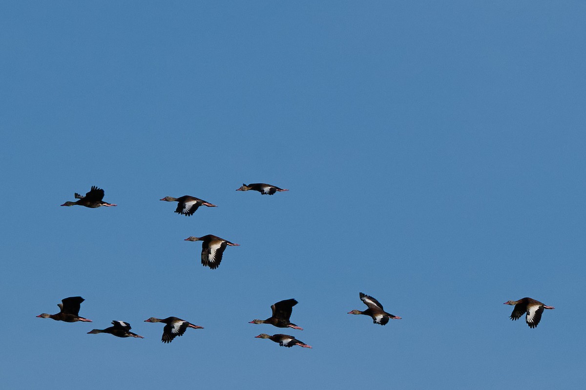 Black-bellied Whistling-Duck - ML646415158