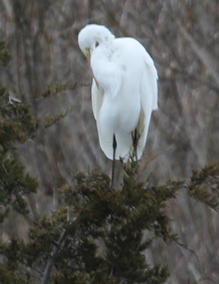 Great Egret - ML646415159