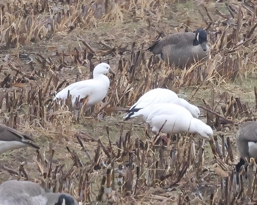 Ross's Goose - ML646415162