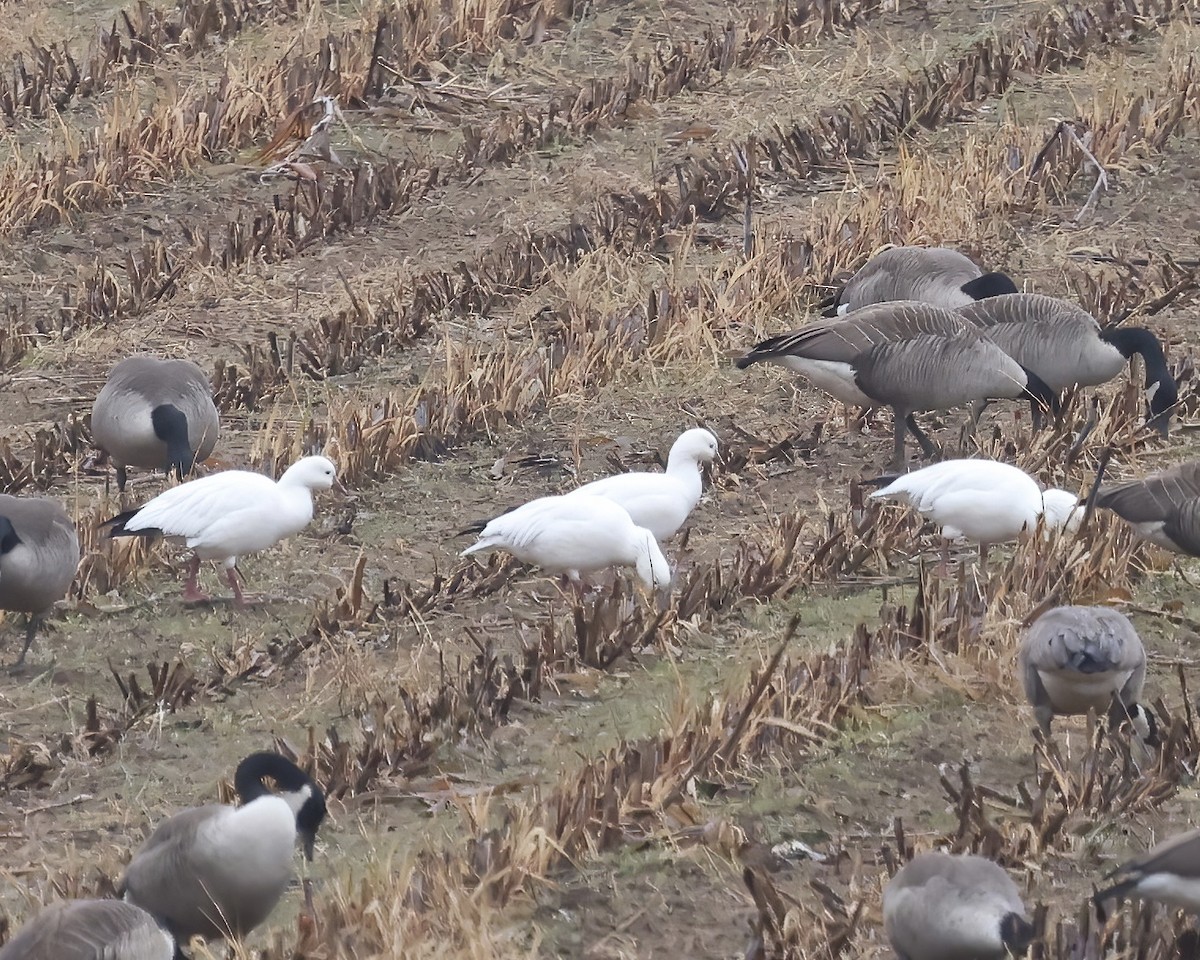 Ross's Goose - ML646415163