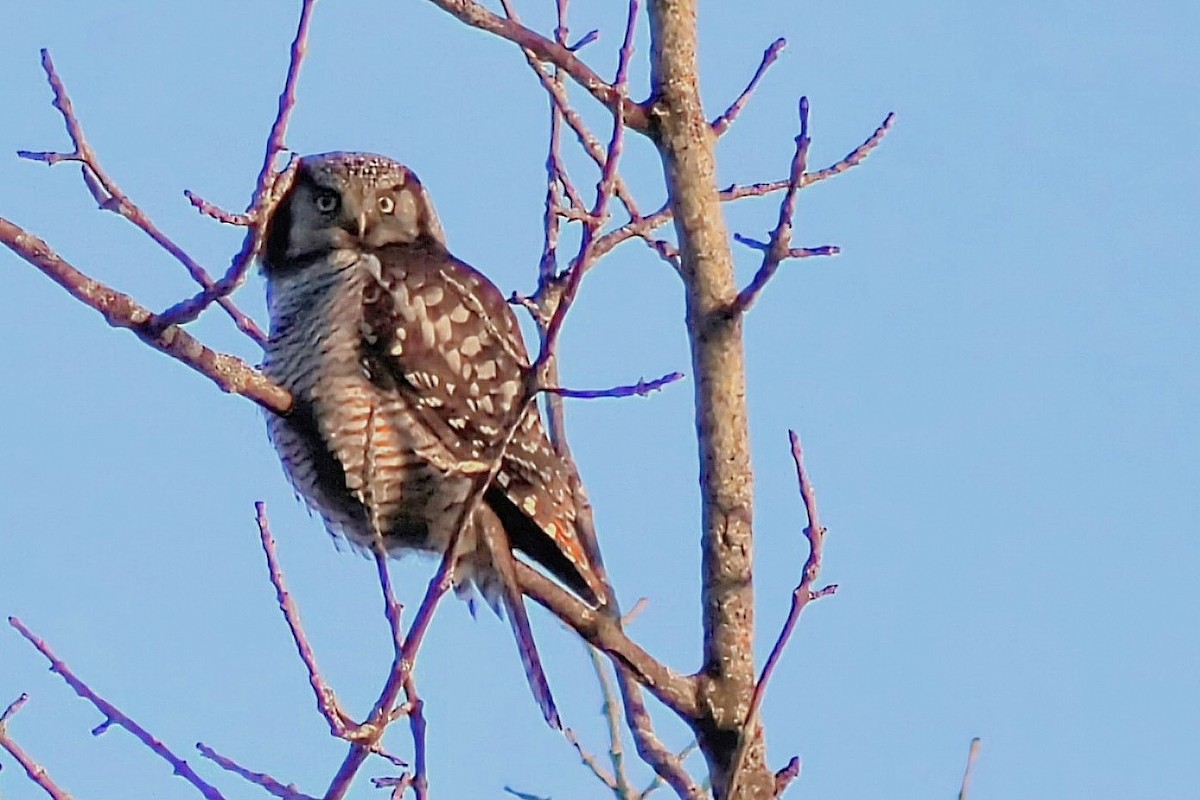 Lechuza Gavilana - ML646415166