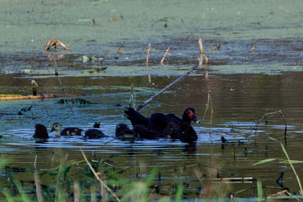 Muscovy Duck (Domestic type) - ML646415167