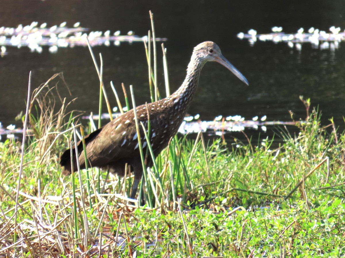 Limpkin - ML646415169