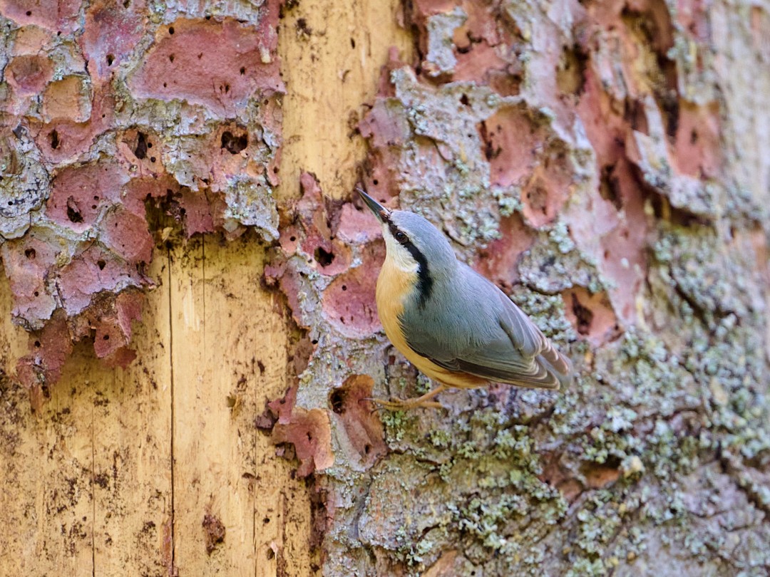 Eurasian Nuthatch - ML646415171