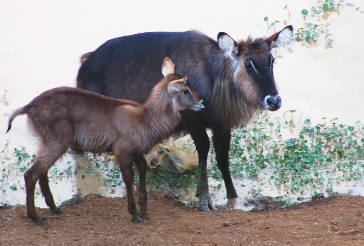 Waterbuck - ML646415172