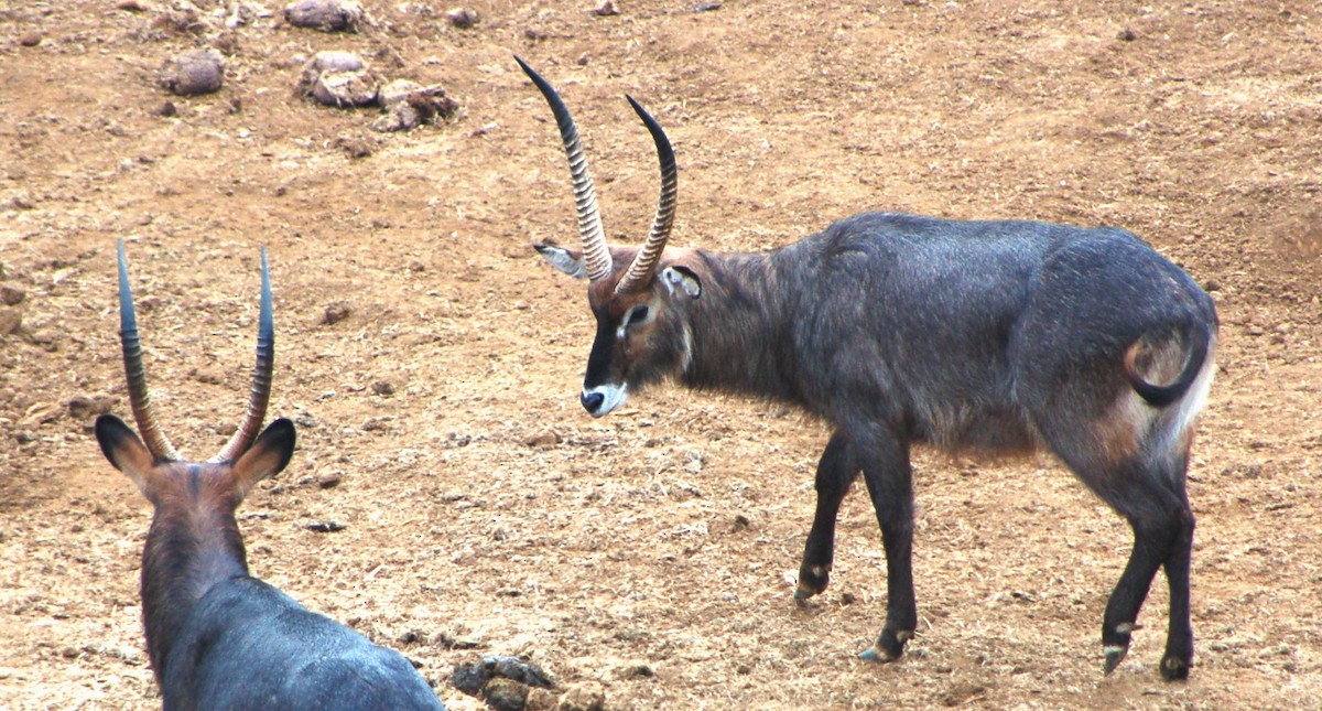 Waterbuck - ML646415173