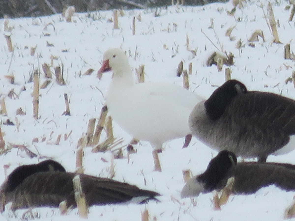 husa sněžní - ML646415175