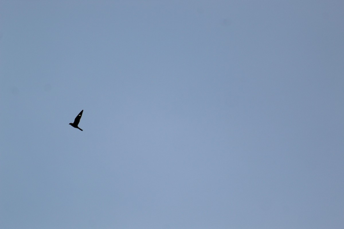 Common Nighthawk - ML646415178