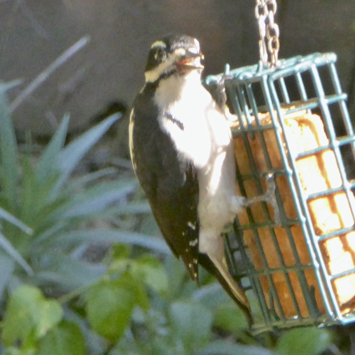 Hairy Woodpecker - ML646415179