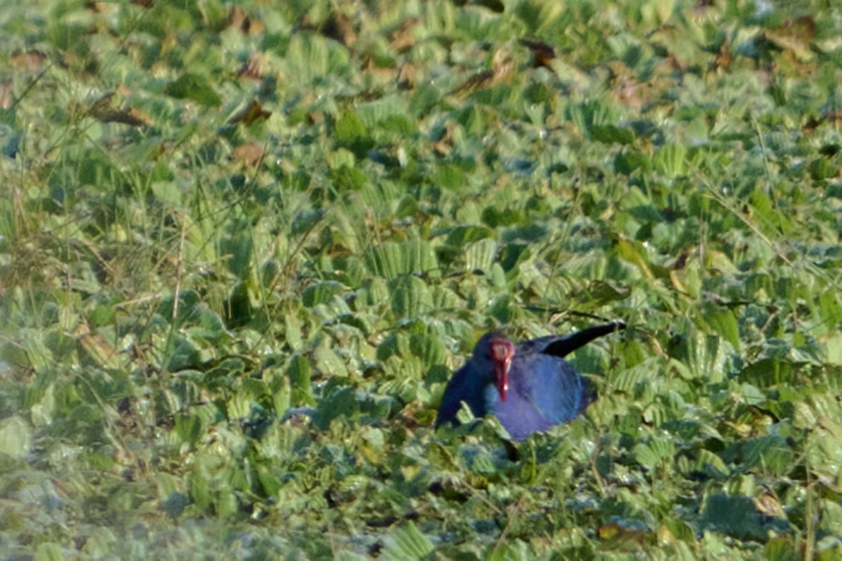 Gray-headed Swamphen - ML646415182