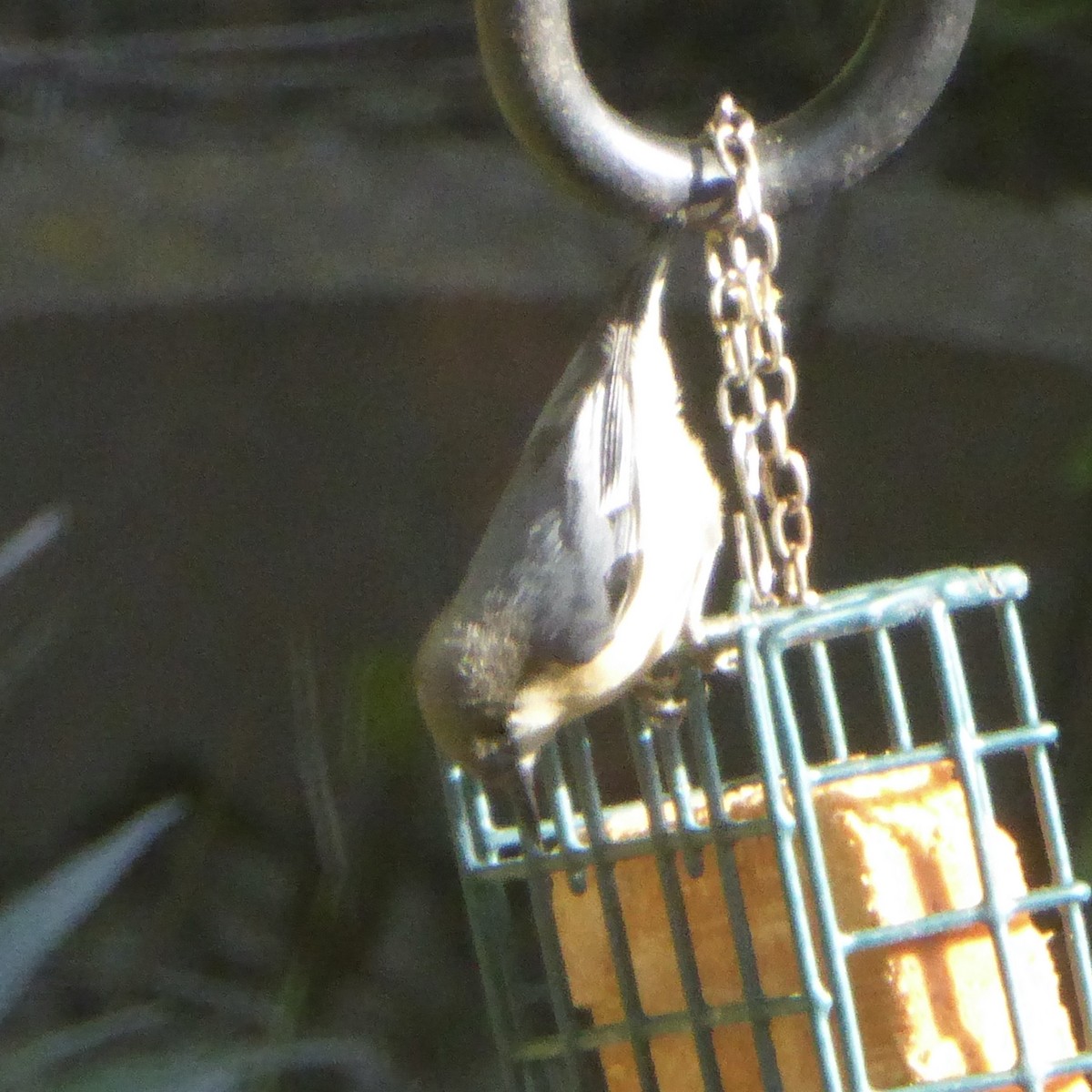 Pygmy Nuthatch - ML646415183