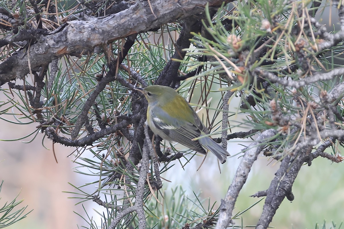 Northern Parula - ML646415184