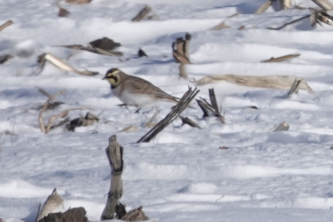 Horned Lark - ML646415185