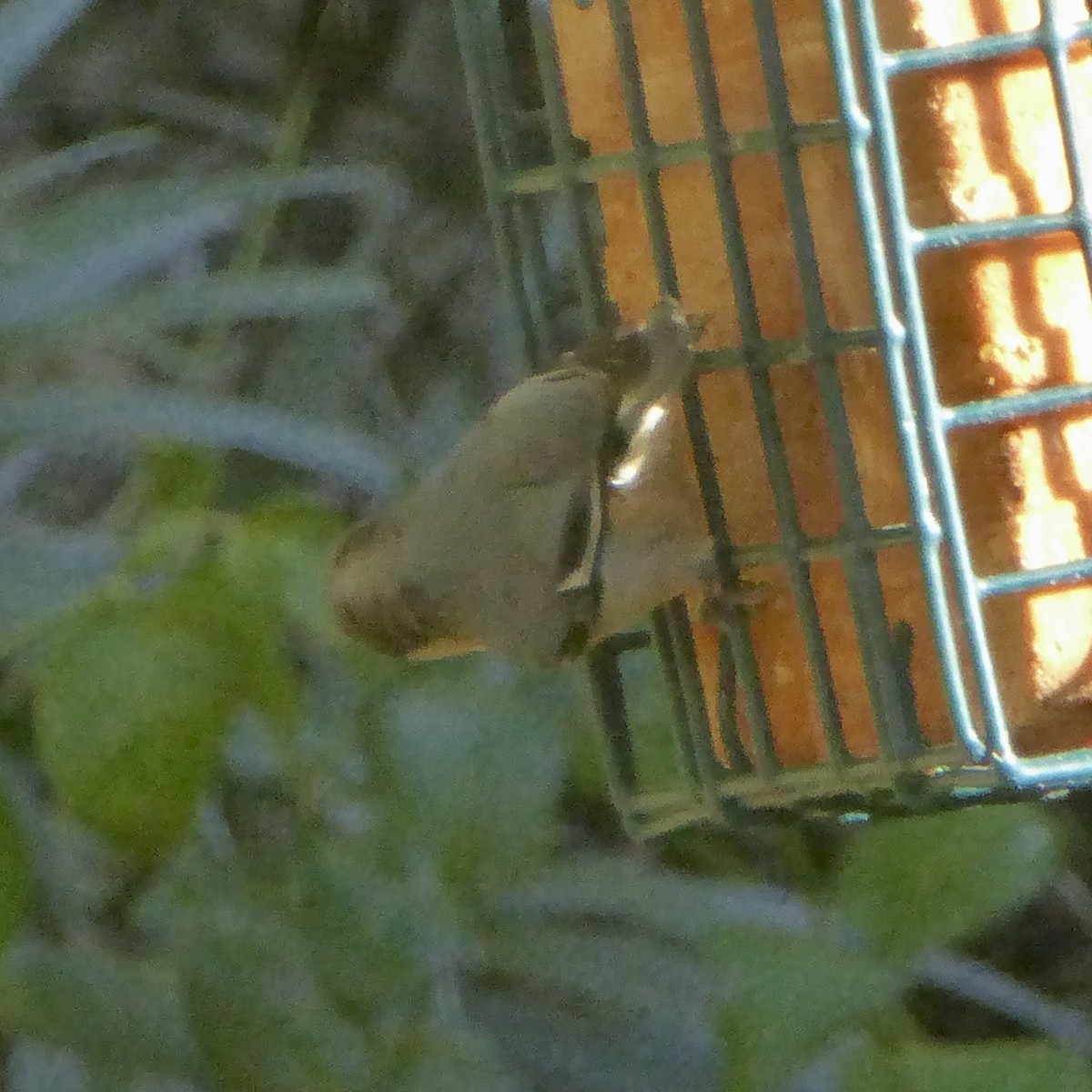 Pygmy Nuthatch - ML646415188