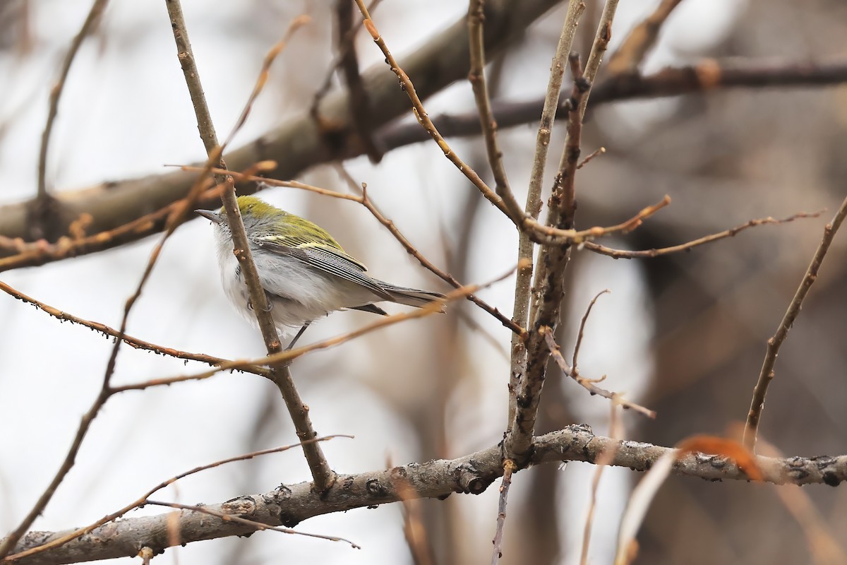 ワキチャアメリカムシクイ - ML646415189