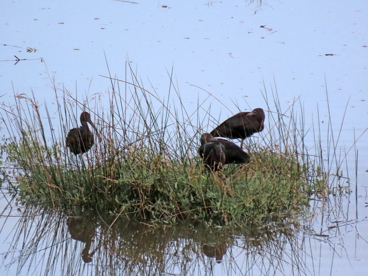 Glossy Ibis - ML646415191