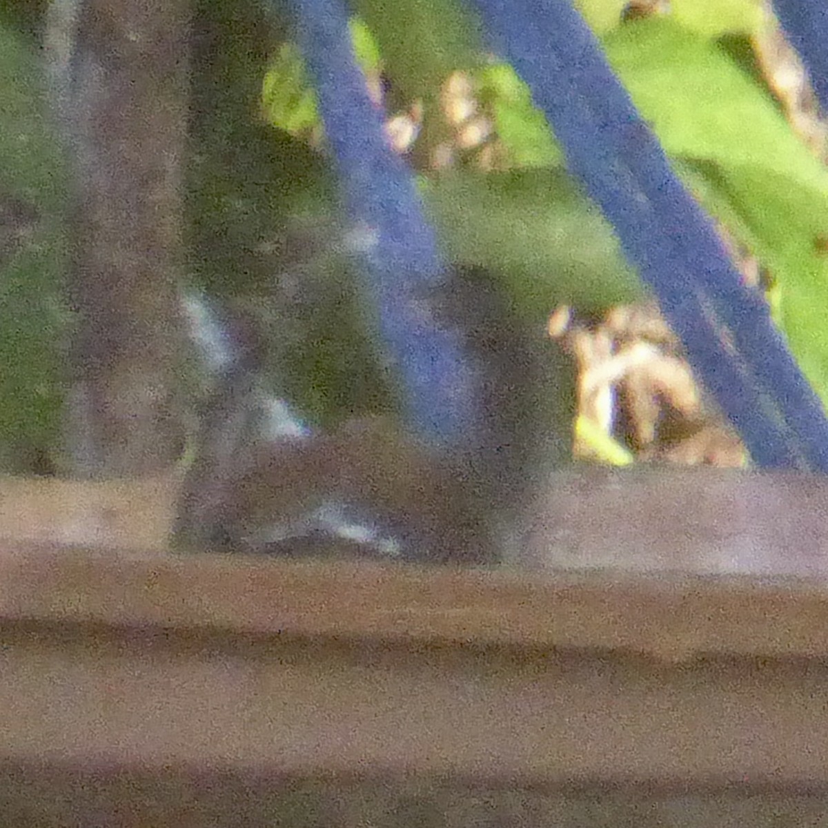 Chestnut-backed Chickadee - ML646415192