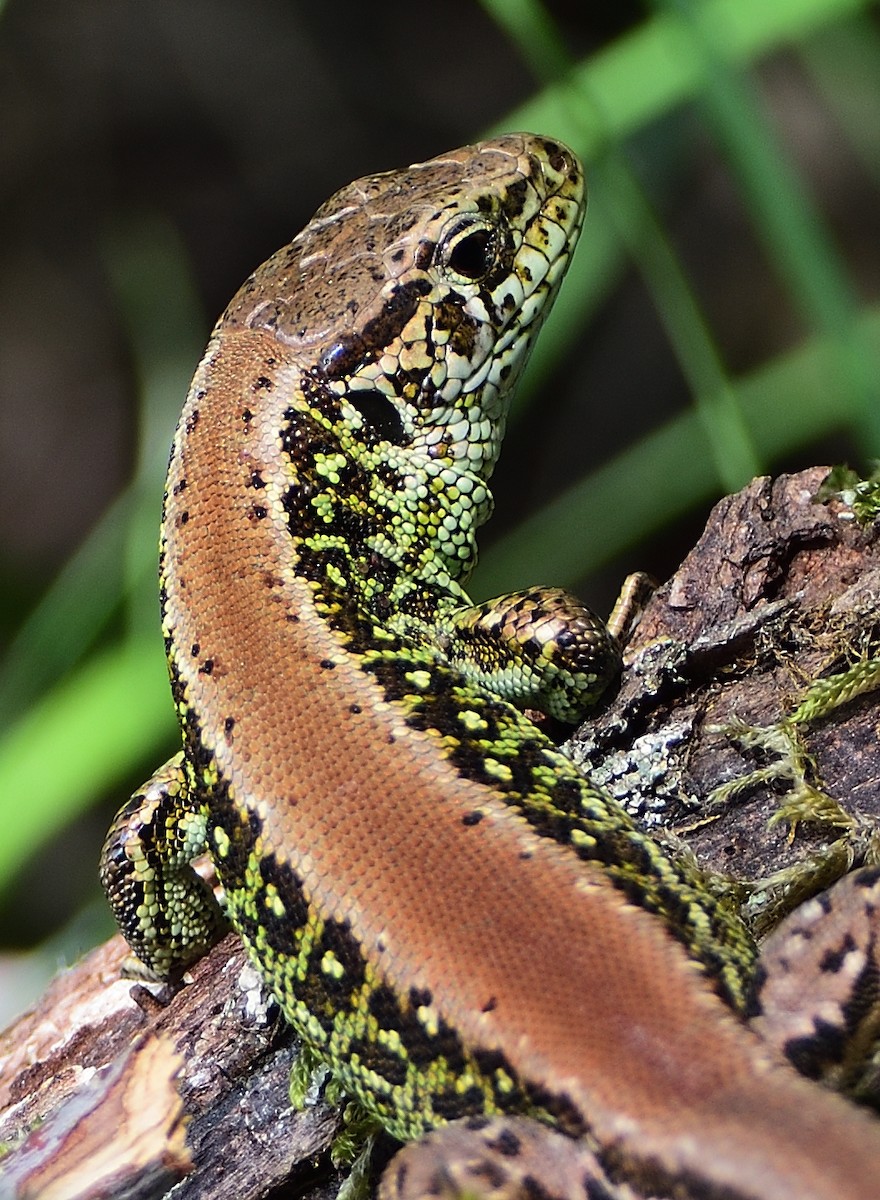 Sand Lizard - ML646415198