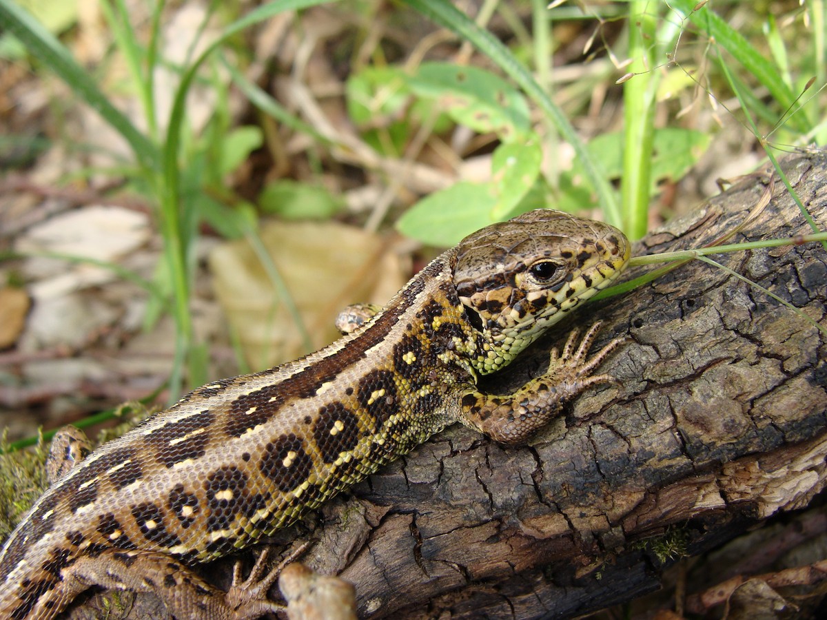 Sand Lizard - ML646415199