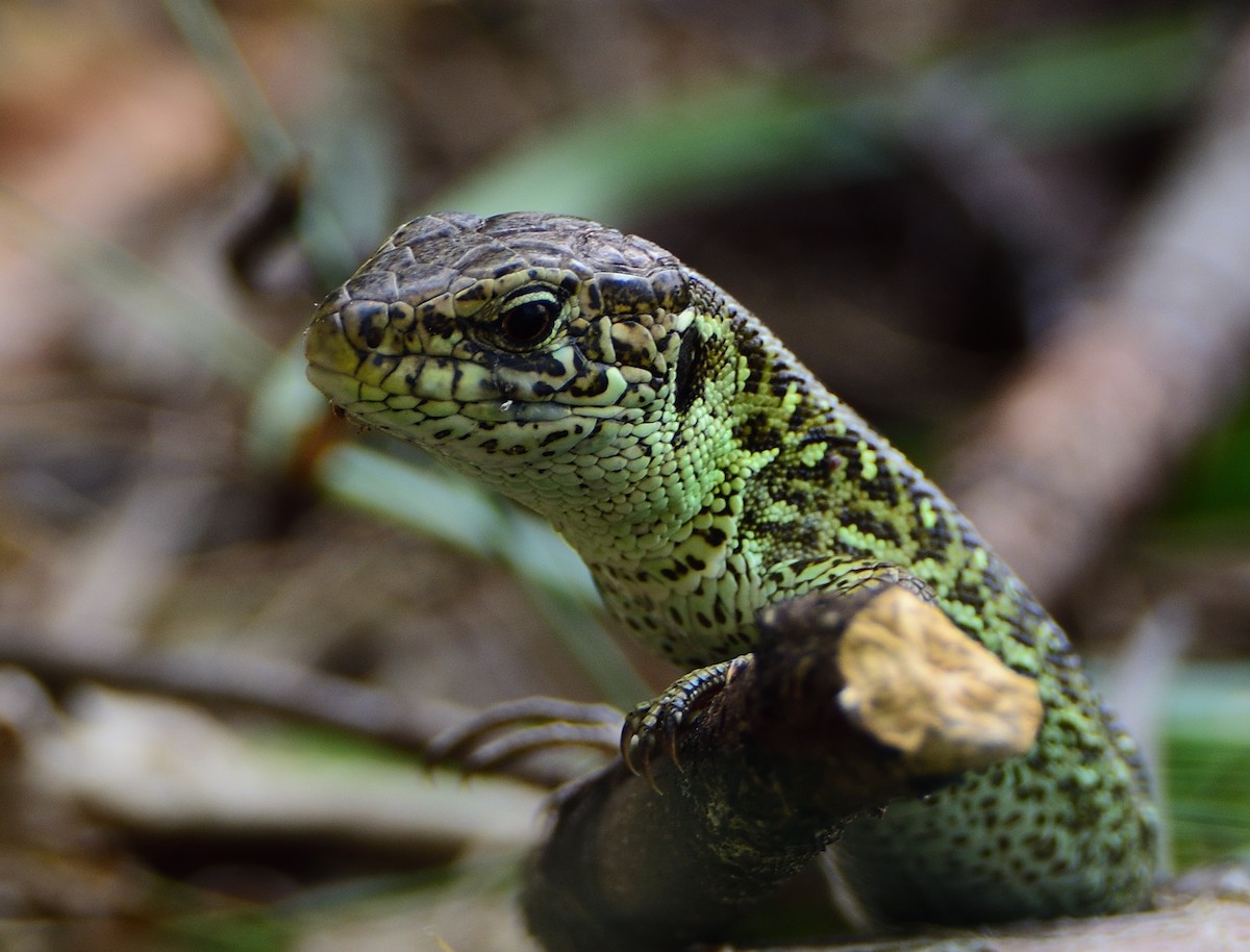 Sand Lizard - ML646415200