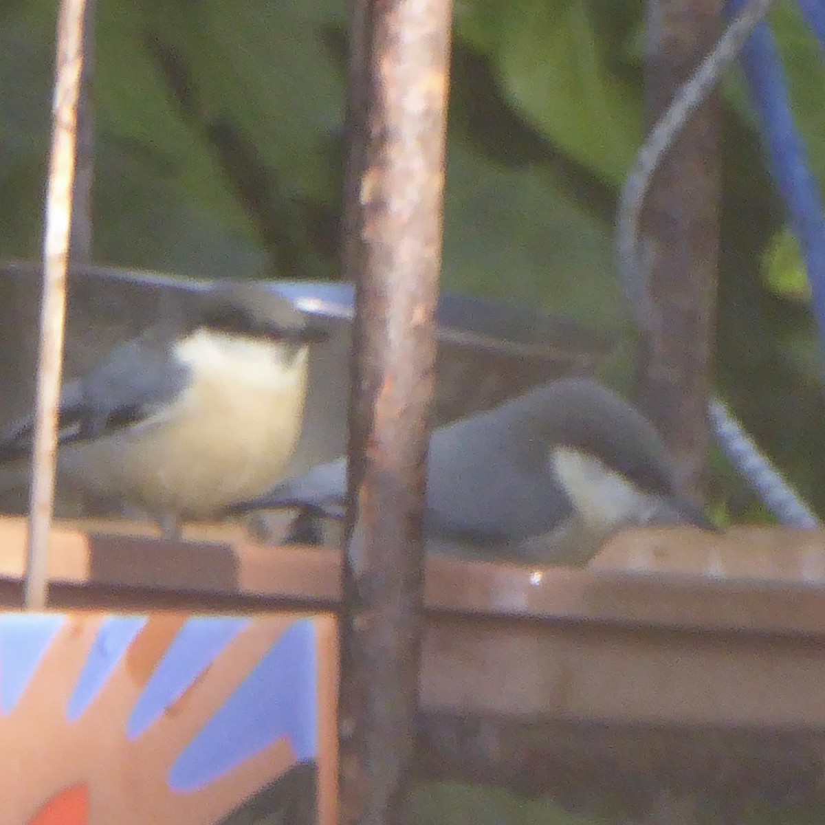 Pygmy Nuthatch - ML646415202