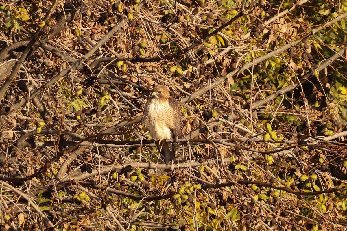 Red-tailed Hawk - ML646415203