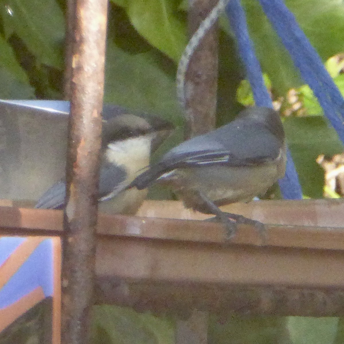 Pygmy Nuthatch - ML646415205
