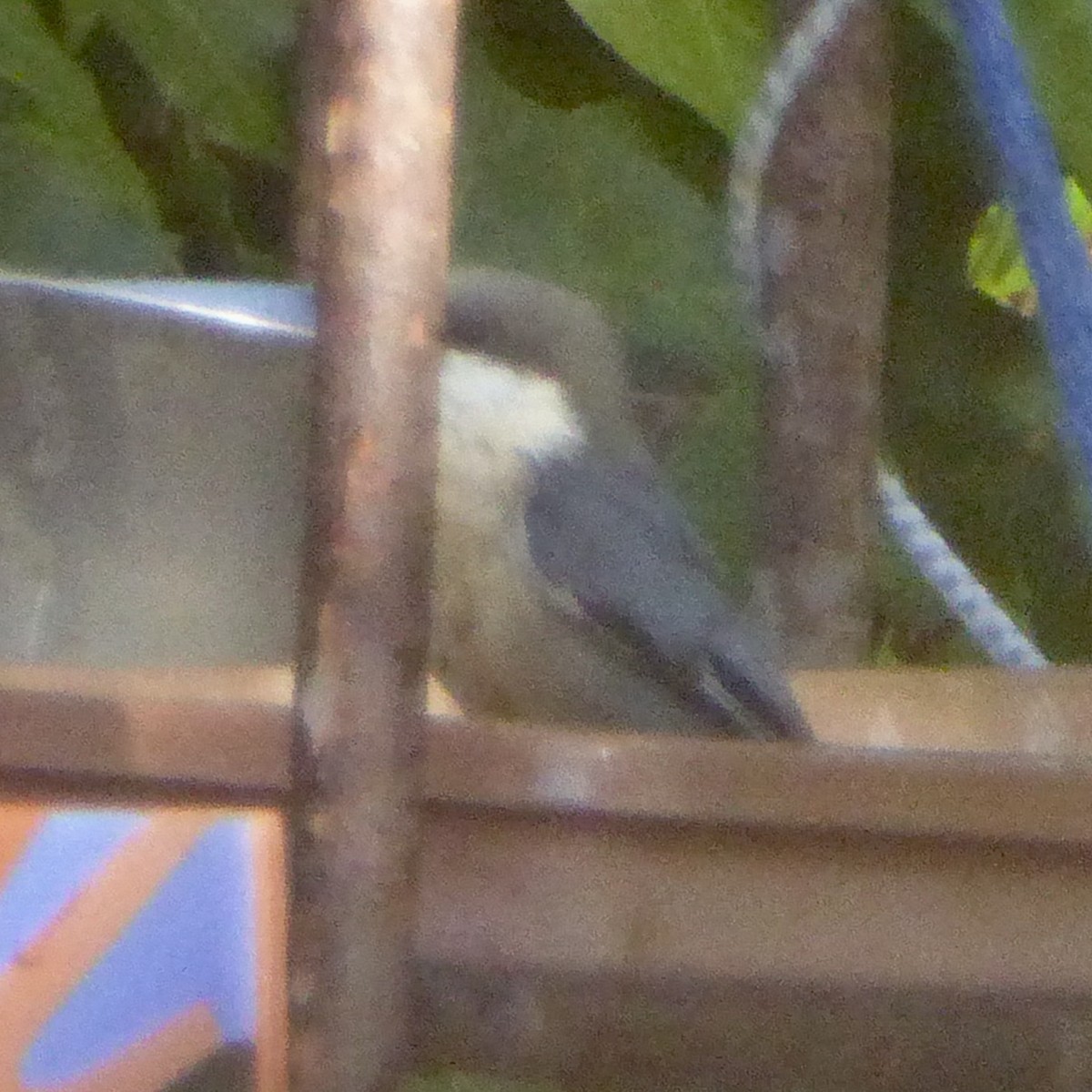 Pygmy Nuthatch - ML646415207