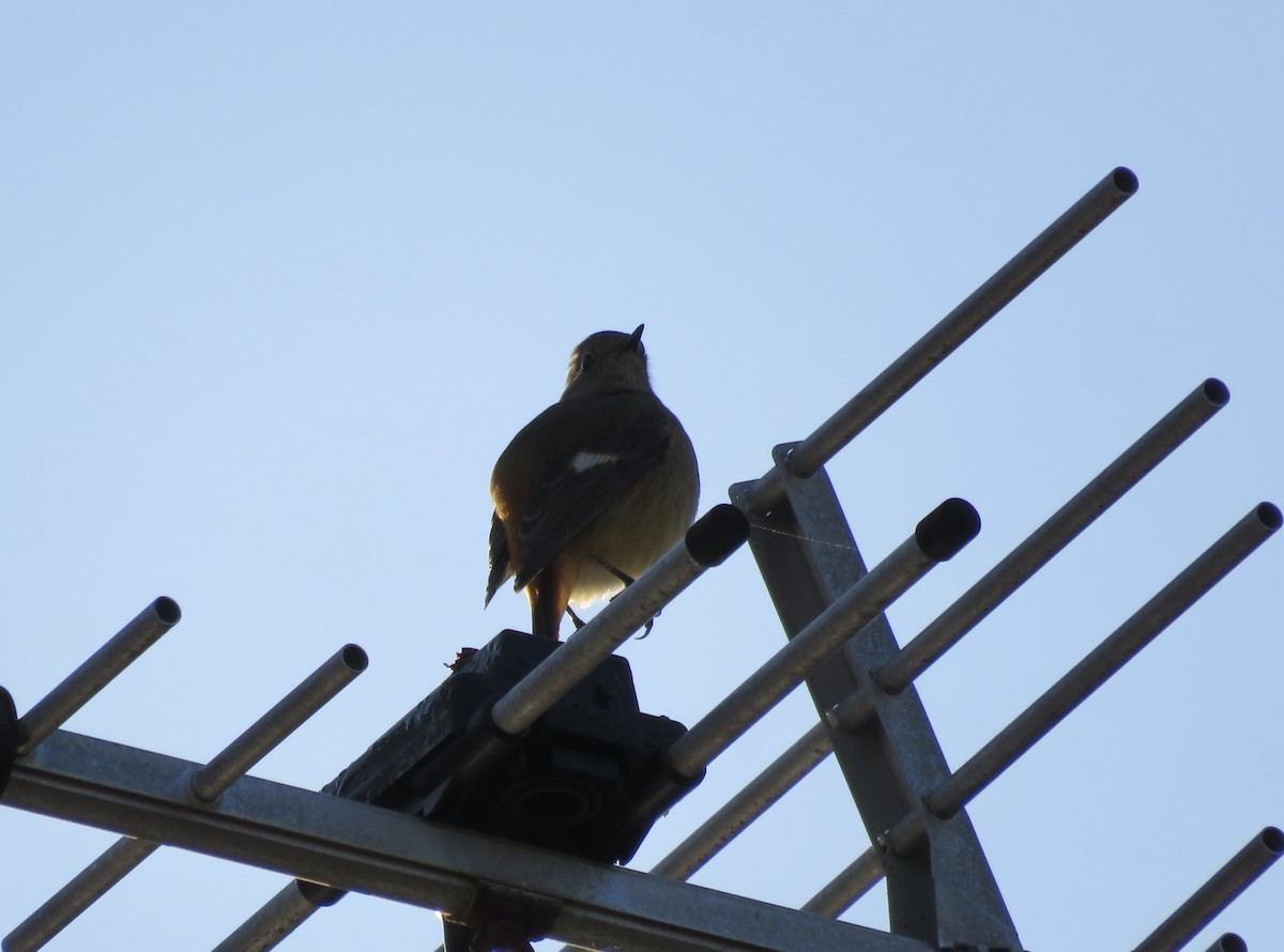 Горихвістка сибірська - ML646415208