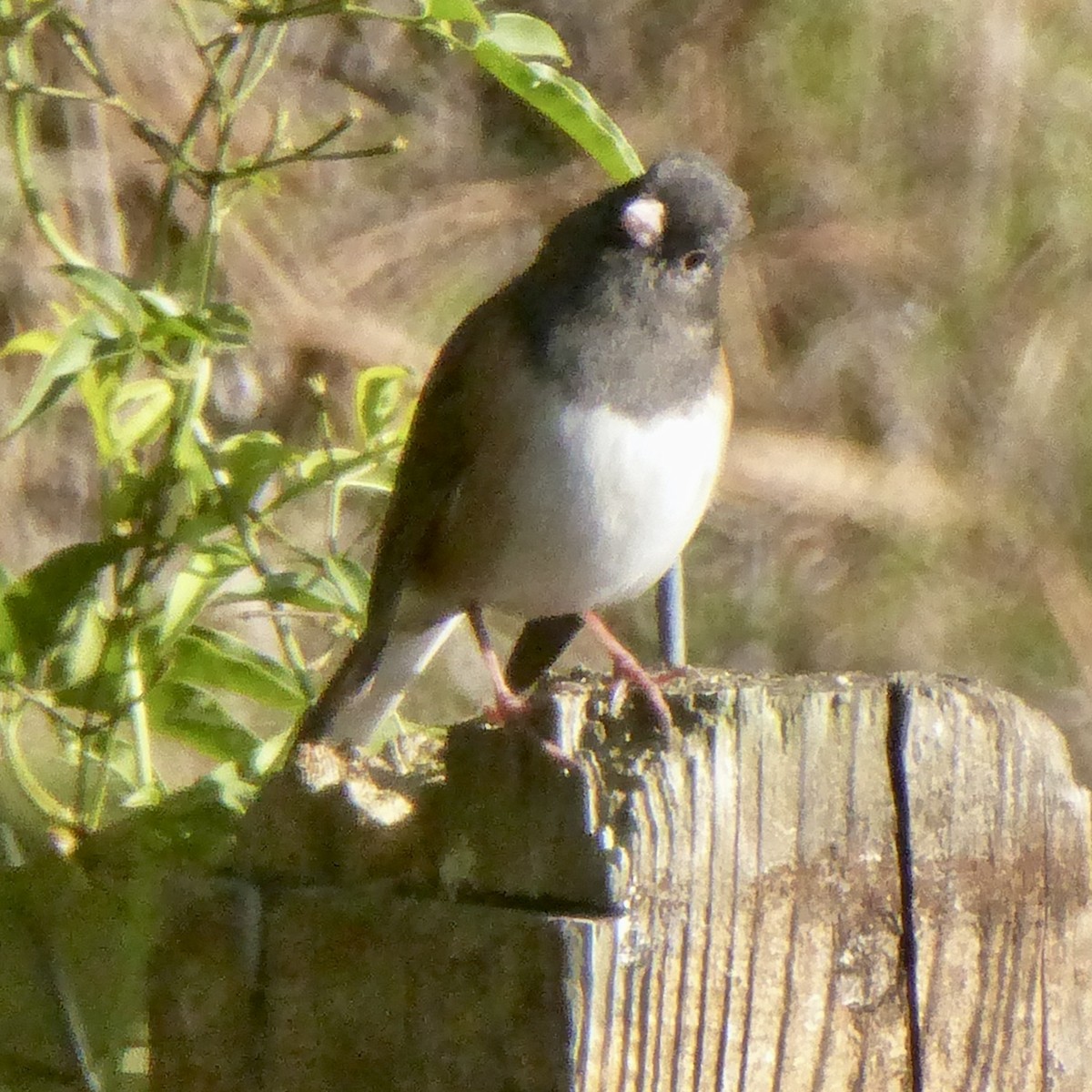 Dark-eyed Junco - ML646415210