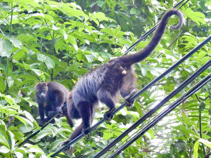 Howler Monkeys - ML646415212