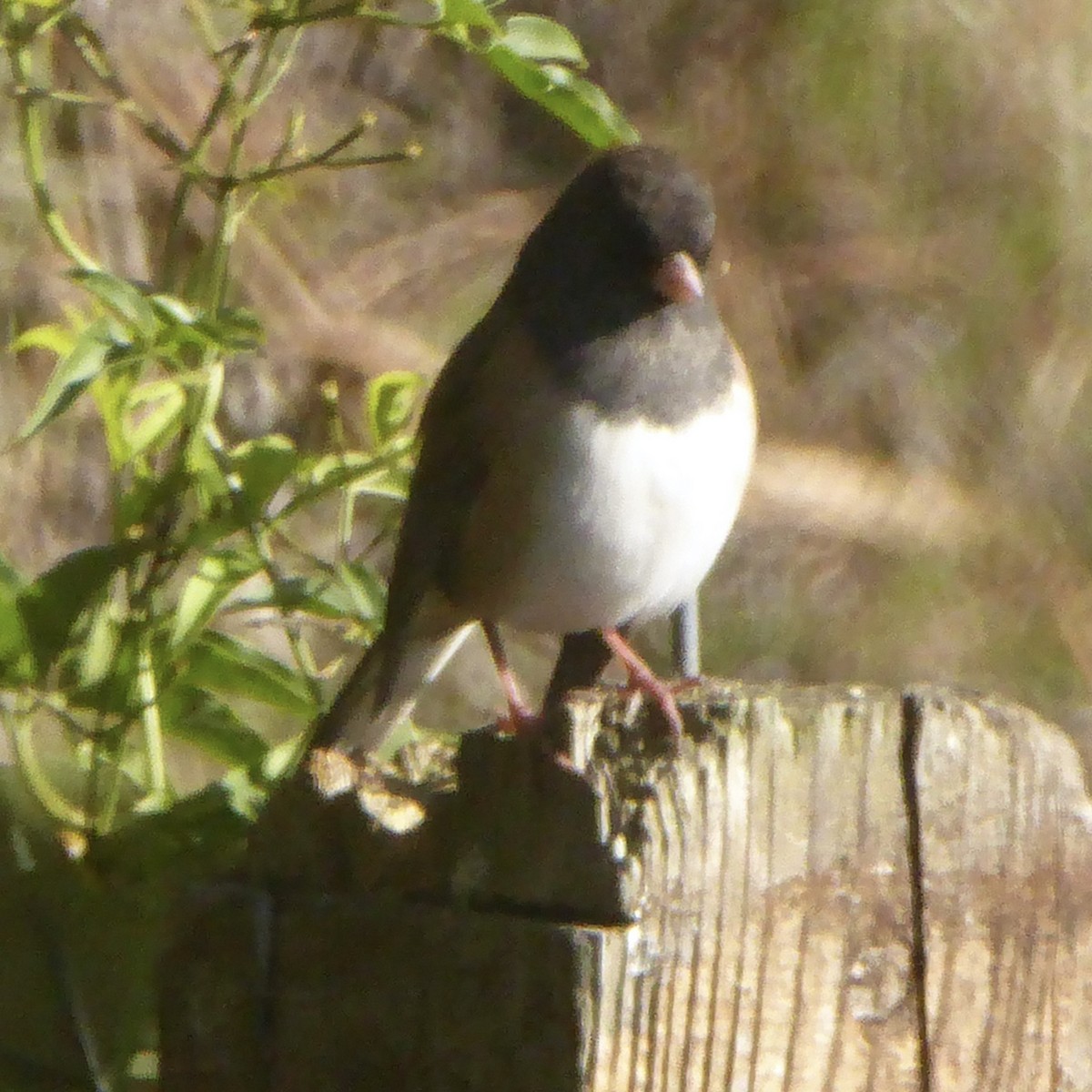 Dark-eyed Junco - ML646415213