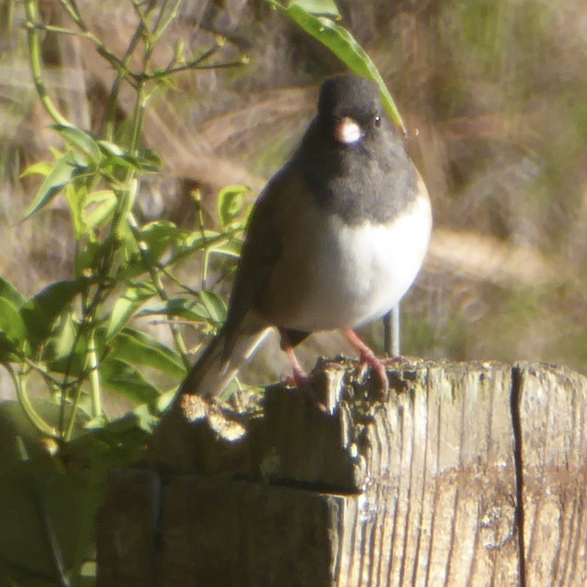 Dark-eyed Junco - ML646415217