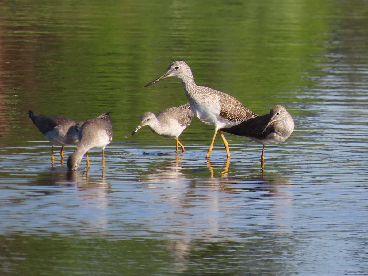 Lesser Yellowlegs - ML646415218