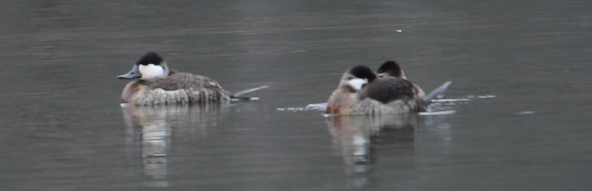 Schwarzkopf-Ruderente - ML646415220