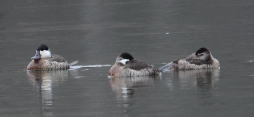 Schwarzkopf-Ruderente - ML646415227